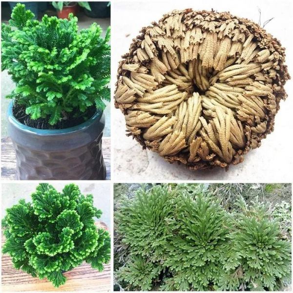 适合养成宠物的几种盆栽植物
