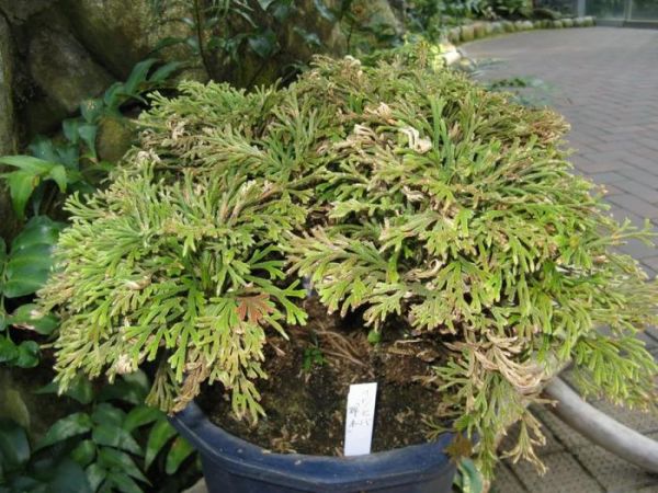 适合养成宠物的几种盆栽植物