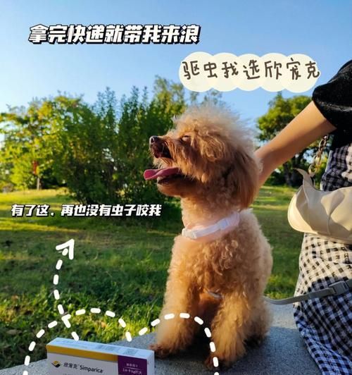 小狗驱虫，养护宠物身体健康（以宠物为主）