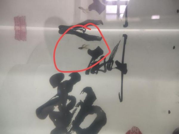 小型观赏鱼混养，出现个别品种的死亡现象，我们该如何处理？