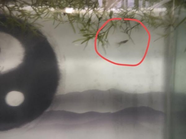 小型观赏鱼混养，出现个别品种的死亡现象，我们该如何处理？