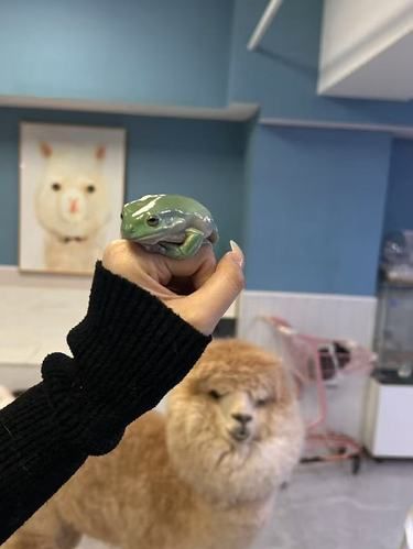 最最干净的萌宠店在小寨