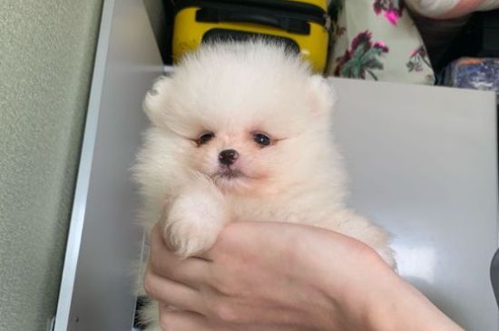 博美犬食谱