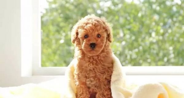贵宾犬成长食谱（喂养贵宾犬的技巧和注意事项）