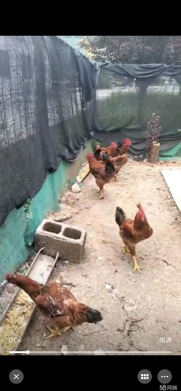 西安畜禽养殖·自己在工作地养的散鸡，无饲料喂养，喂养剩菜饭，因工作地调动