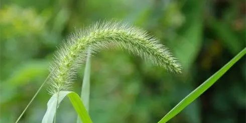 逗猫狗尾巴草