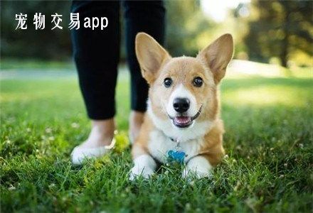 宠物交易