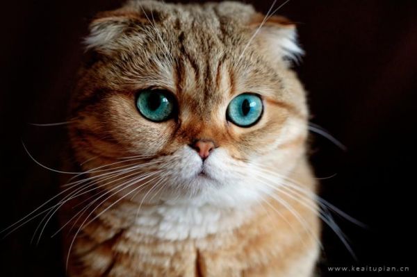 可爱的苏格兰折耳猫又骗我养萌宠图片大全
