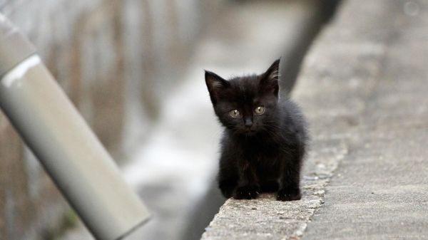 惹人怜爱的小奶猫超清电脑壁纸大图大全
