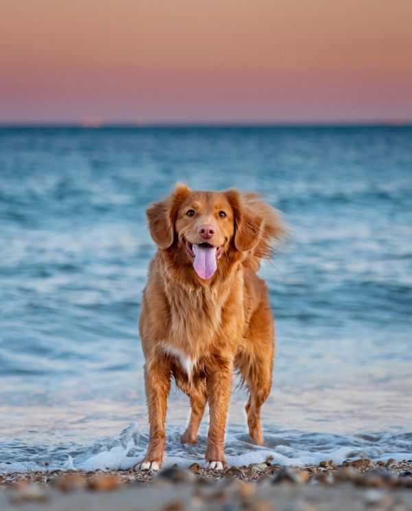 金毛犬海边唯美图片-海边金毛犬图片