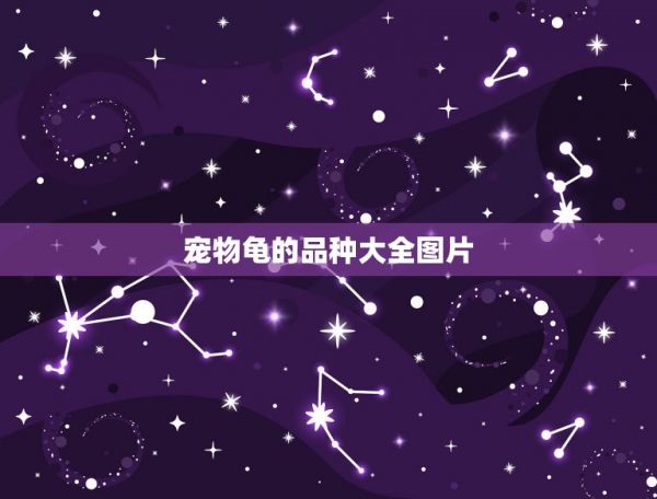 宠物龟的品种大全图片，宠物乌龟主要有哪些品种？