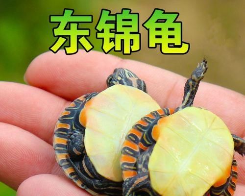 东部锦龟的饲养方法（了解适宜的环境和食物，让你的宠物龟健康成长）