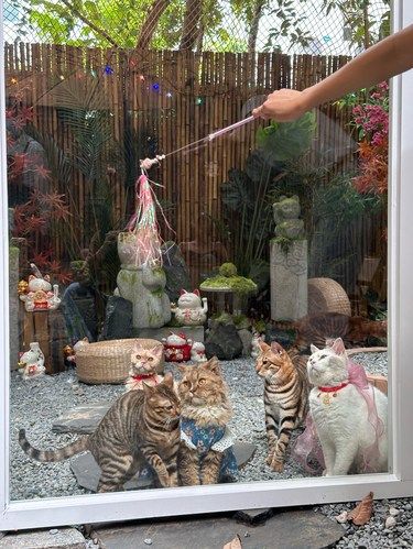 新开的猫猫寺！好多猫猫啊啊啊啊去