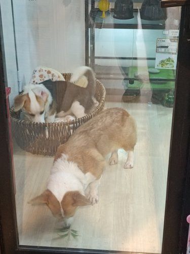 石鼓路的猫咖