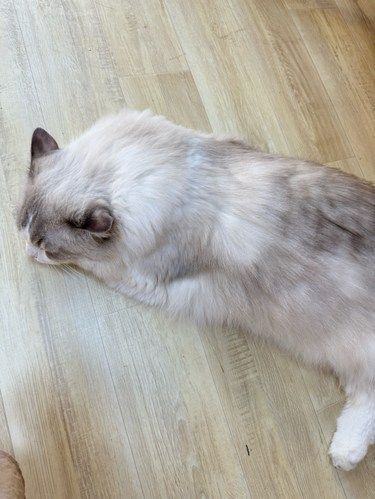 石鼓路这家猫咖