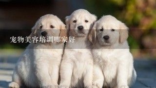 宠物美容培训哪家好