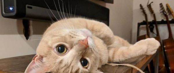 如何判断猫咪是否生病（宠物养护）