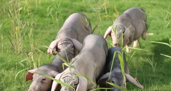 以乳猪料喂狗（营养全面、口感丰富）