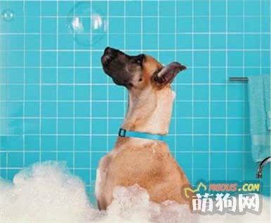 给自家狗狗留着！史上最全面的狗狗怀孕喂养和禁忌手册