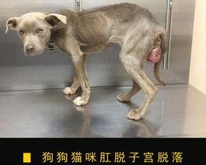 母狗乳房发炎该怎么办（宠物养护小知识）