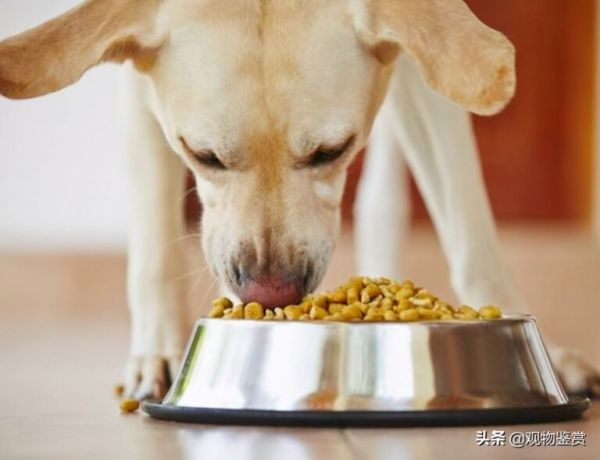 狗狗不能吃的东西清单,狗狗饮食要规范,铲屎官要重视
