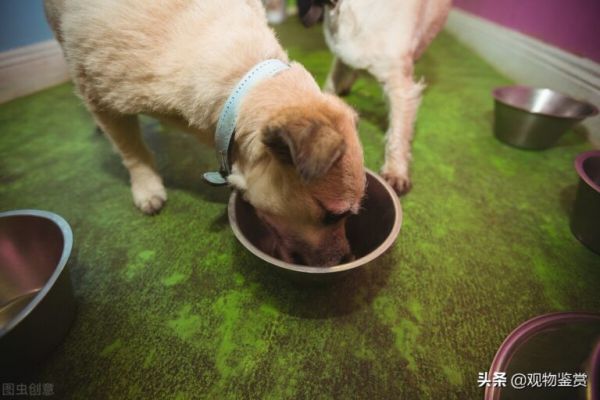 狗狗不能吃的东西清单,狗狗饮食要规范,铲屎官要重视