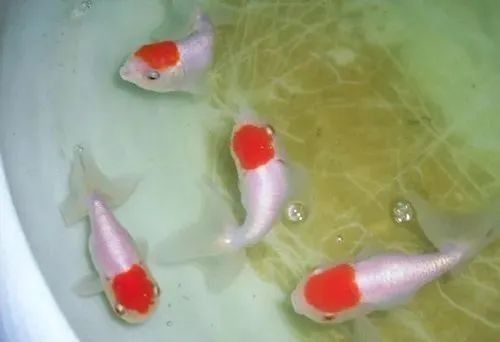 金鱼生病的症状表现,早发现早治疗!