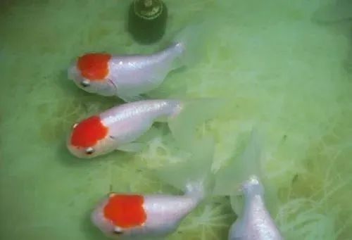 金鱼生病的症状表现,早发现早治疗!