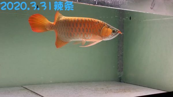 退=进 观赏鱼论坛 第1张