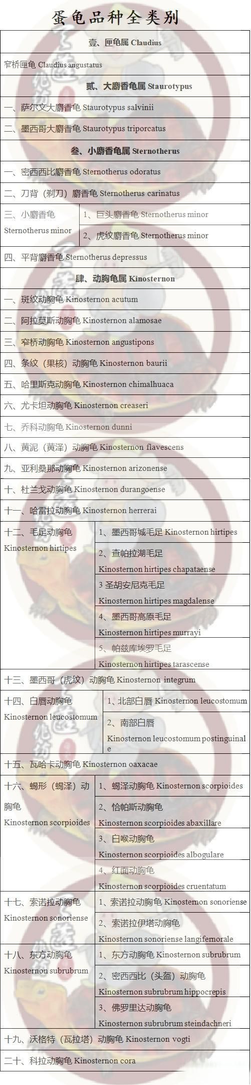 蛋龟图鉴|动胸龟科全体成员目录-有驾