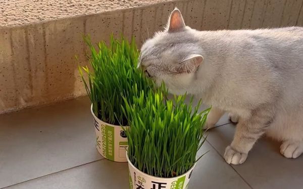 猫草几个月大的猫可以吃?常见问题解答
