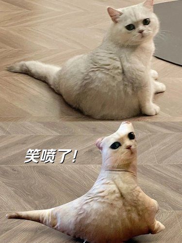 悬着的心彻底死了!多好一只猫硬是被做成了海豹