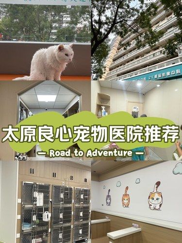 太原良心宠物医院推荐！纯分享