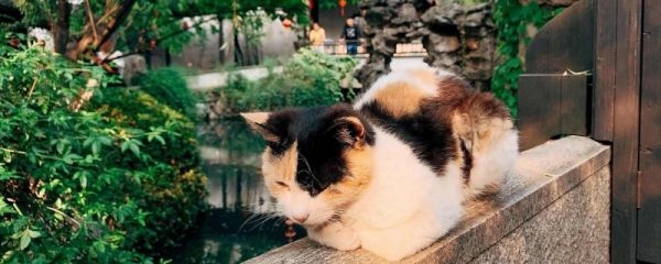 母猫如何绝育
