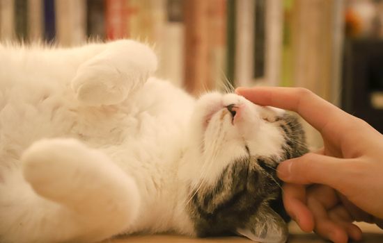 猫咪一般几个月做绝育手术好