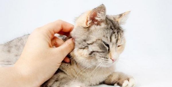 怕不是假的“铲屎官”！猫咪的11大习惯你知道几个？