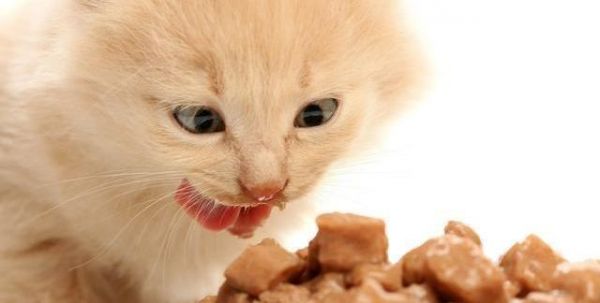 怕不是假的“铲屎官”！猫咪的11大习惯你知道几个？