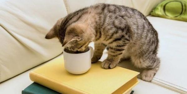 怕不是假的“铲屎官”！猫咪的11大习惯你知道几个？