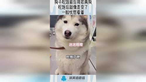 狗子吃饭前后判若两狗，吃饱后就像是变了，一脸忧愁看着！