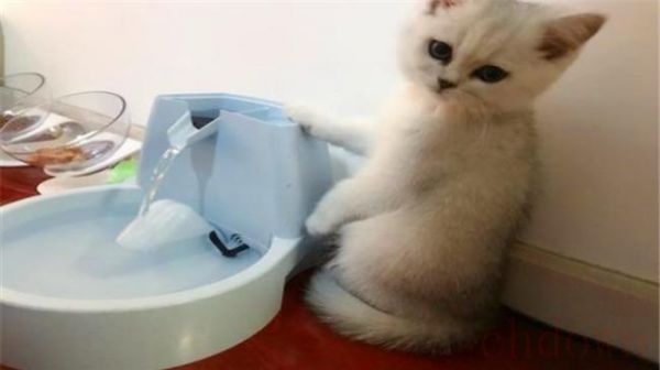 猫急性肠胃炎能不能自愈