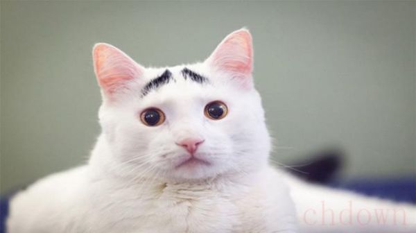 猫眉毛秃了是怎么回事