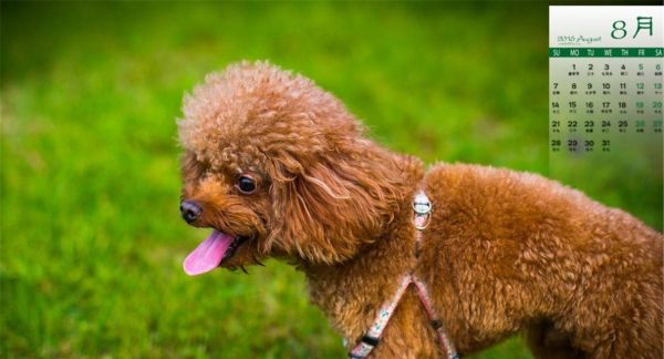 如何训练你的泰迪宠物犬（从基础到进阶的训练技巧，打造忠诚可爱的泰迪犬）