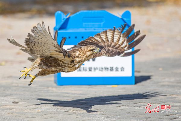 猛禽普通鵟佩戴跟踪器回归蓝天