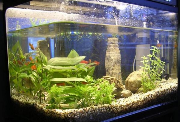 养观赏鱼水质很重要！水族箱水质如何调节4种方法轻松调水质！