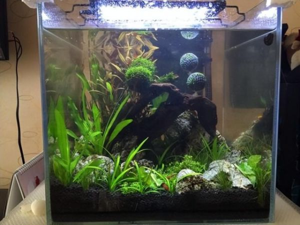 养观赏鱼水质很重要！水族箱水质如何调节4种方法轻松调水质！