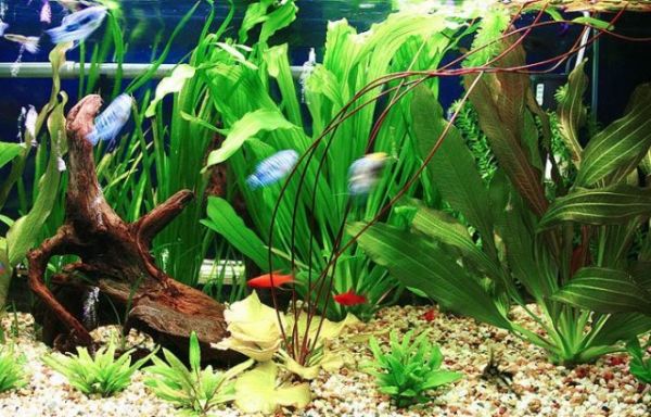 养观赏鱼水质很重要！水族箱水质如何调节4种方法轻松调水质！