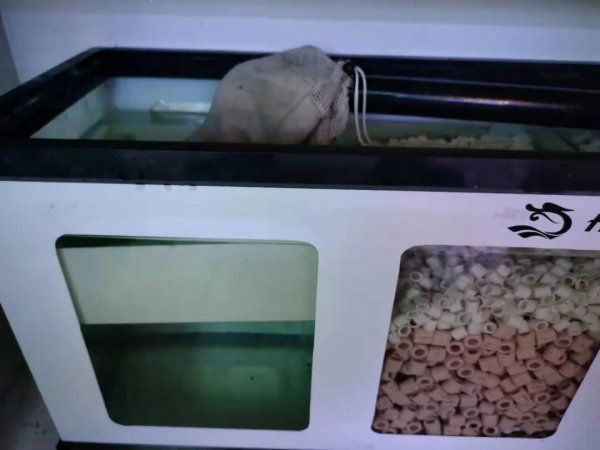 调节鱼缸水质的关键因素