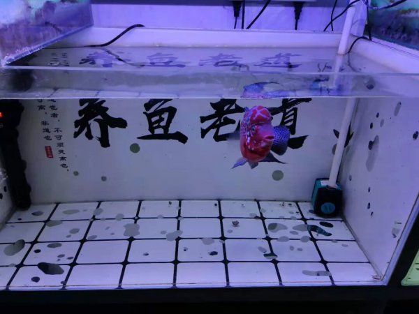 调节鱼缸水质的关键因素