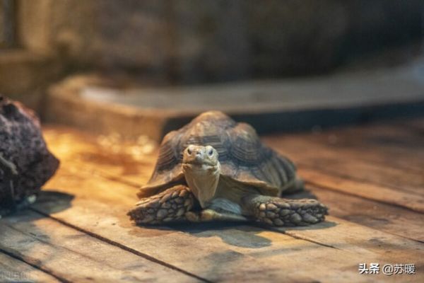 导致龟龟不吃东西的6种原因及解决办法