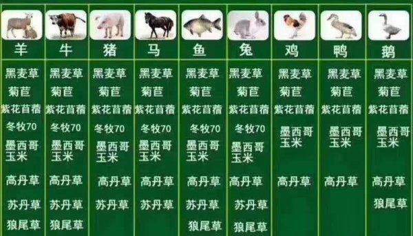 宠物兔子好养吗